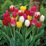 Tulip Triumph Mix 15 Bulbs