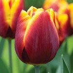 Tulip Liberation 40 Bulbs