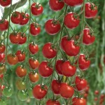 Tomato Supremo Cherry Red 1 Plant