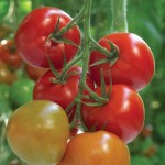 Tomato Supremo Tasty Red 1 Plant