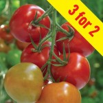 Tomato Supremo Tasty Red 3 Plants 9cm Pot