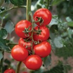 Tomato Shirley F1 6 Jumbo Ready Plants