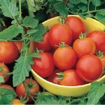 Tomato Moneymaker 6 Jumbo Plants