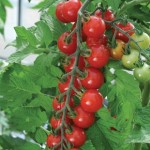 Tomato Sweet Aperitif 6 Jumbo Plants