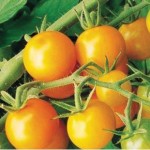 Tomato Sungold 6 Jumbo Plants