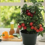 Windowsill Tomato Cherry Red 6 Jumbo Plants