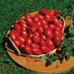 Tomatoes Baby Doc (Italian Speciality) 6 Jumbo Ready Plants