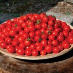Tomatoes Biliardino (Italian Speciality) 6 Jumbo Ready Plants