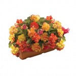 Begonia Gold Balcony 1 Pre Planted Trough