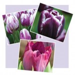 Tulip Proudly Purple Collection 15 Bulbs