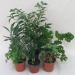 Windowsill 9cm Herb Collection + FREE 9cm Chilli pepper