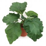 Rhubarb Glaskins Perpetual 1 Pre Planted Container