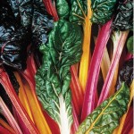 Swiss Chard Bright Lights 1 Pre Planted Container