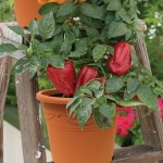 Sweet Pepper Red Skin F1 1 Pre-Planted Container