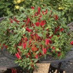 Chilli Pepper Cayenetta 1 Pre Planted Container