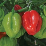 Chilli Pepper Scotch Bonnet Red 2 Pre-Planted Containers