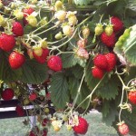 Strawberry Scarlet Beauty 1 Pre Planted Hanging Basket