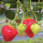 Strawberry Finesse 2 Pre-Planted Hanging Baskets