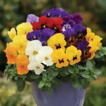 Viola Colourburst 50 Plants + 20 FREE