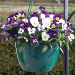 Viola Ochre (Trailing) 200 Plants + 80 FREE (1st Delivery Period)