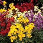 Wallflower Wizard 200 Plants + 80 FREE (1st Delivery Period)