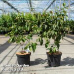 Cornus kousa ‘Satomi Compact’